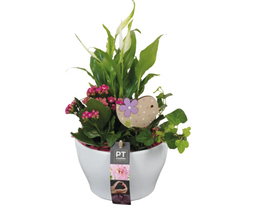 Arrangement de plantes d'intérieur FloraSelf coupe en céramique blanche Ø 16 cm avec 3 plantes