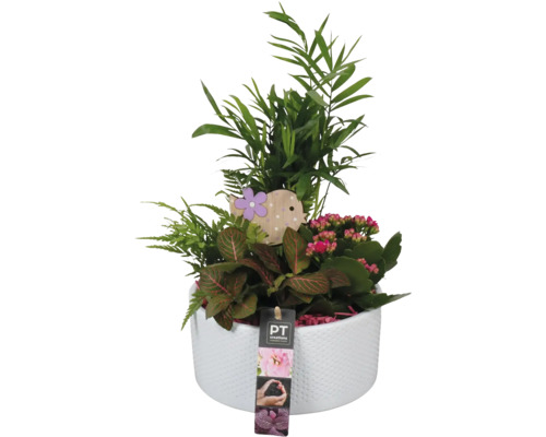 Arrangement de plantes d'intérieur FloraSelf coupe en céramique blanche Ø 19 cm avec 4 plantes