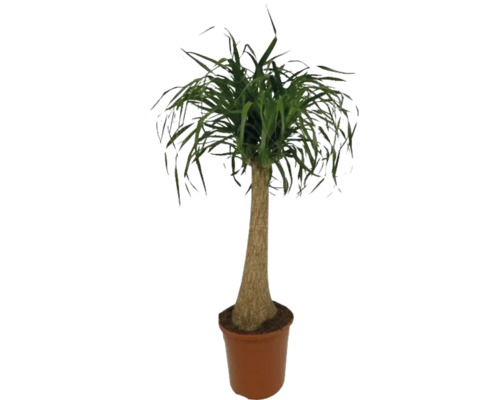 Pied d'éléphant tronc FloraSelf Beaucarnea recurvata h jusqu'à 110 cm Ø 24 cm pot