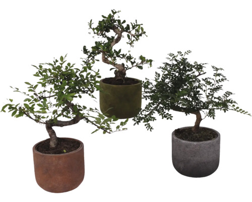 Mélange de bonsaï en forme de S FloraSelf Ø 15 cm avec cache-pot en céramique Liam