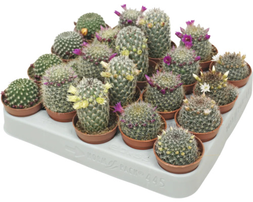 Mini cactus avec fleurs FloraSelf cactus pot Ø 5,5 cm diff. variétés