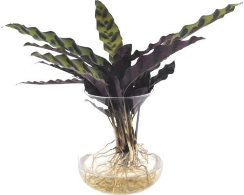 Calathea FloraSelf dans un vase en verre insigne racines libres