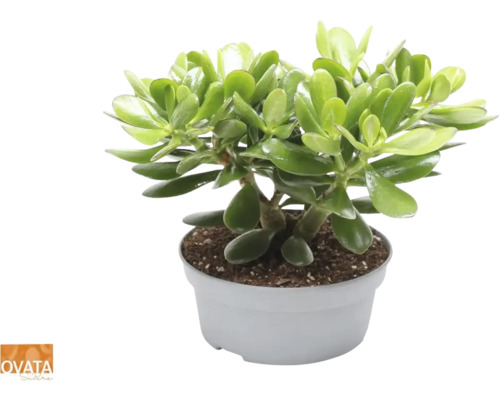 Crassula, arbre de jade FloraSelf 'Magical Tree' h 30-35 cm pot Ø 20 cm