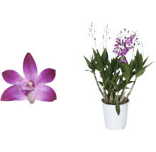 Orchidée Dendrobium Nobile en pot et gros plan d''une fleur