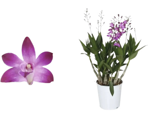 Orchidée Dendrobium Nobile en pot et gros plan d''une fleur