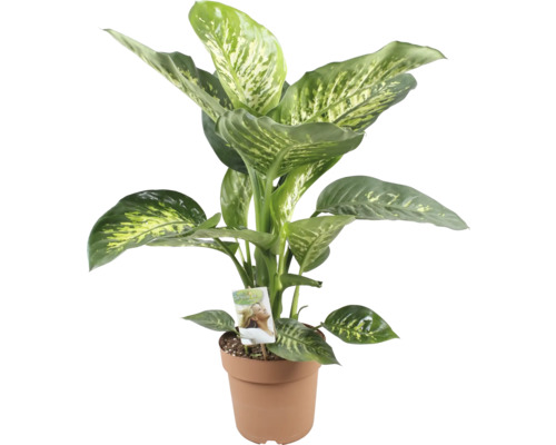 Canne des muets FloraSelf Dieffenbachia 'Tropic Snow' h 70-80 cm pot Ø 21 cm Dieffenbachia en pot