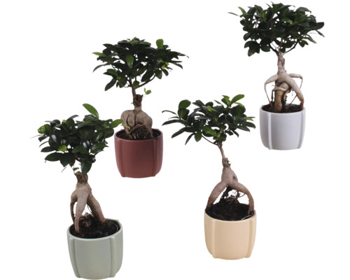 Figuier chinois FloraSelf Ficus microcarpa Ginseng h env. 30 cm pot Ø 12 cm avec cache-pot en céramique Noah