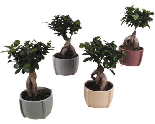 Figuier chinois FloraSelf Ficus microcarpa Ginseng h env. 35 cm pot Ø 15 cm avec cache-pot en céramique Noah