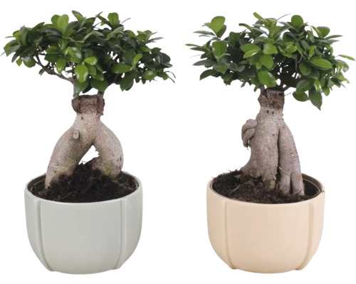Figuier chinois FloraSelf Ficus microcarpa Ginseng h env. 45 cm avec cache-pot en céramique Noah Ø 23 cm