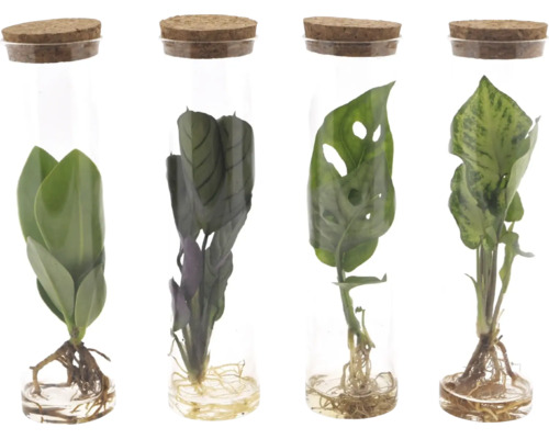 MÉLANGE de plantes vertes dans un tube en verre avec couvercle en liège FloraSelf patte d'oie, pommier baumier, Calathea, Monstera racines libres