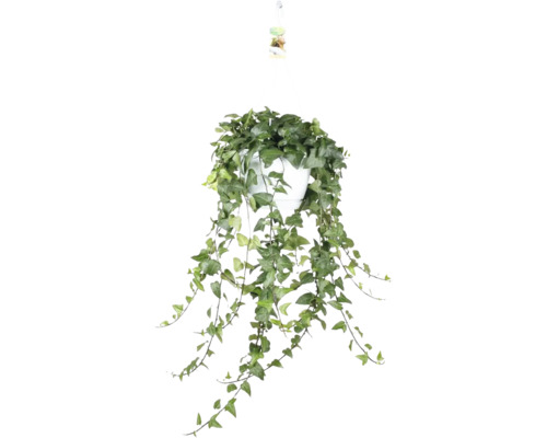 Lierre vert foncé avec nervures des feuilles claires dans une suspension FloraSelf Hedera helix 'Mein Herz' pot Ø 24 cm