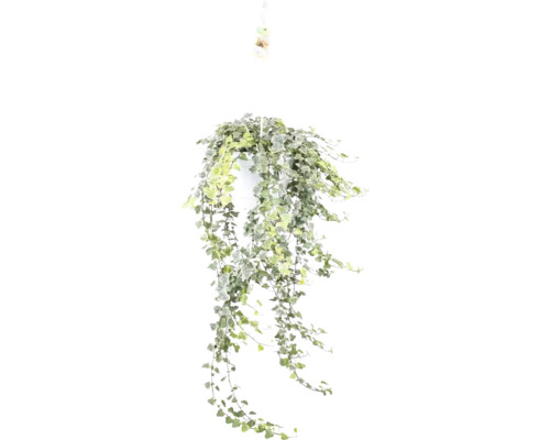 Lierre vert-blanc dans une suspension FloraSelf Hedera helix 'White Wonder' pot Ø 24 cm