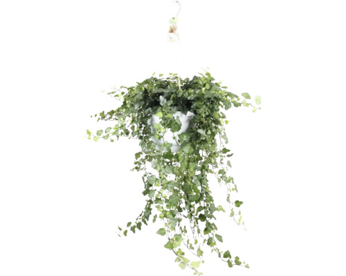Lierre vert dans une suspension FloraSelf Hedera helix 'White Wonder' pot Ø 24 cm Plante suspendue avec du lierre dans un pot blanc
