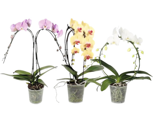 Orchidée papillon FormenMix FloraSelf Phalaenopsis Ø 12 cm pot 2 panicules, div. variétés