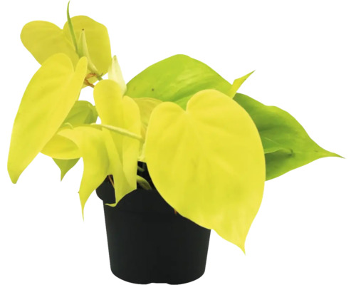 Philodendron grimpant jaune-vert 'Lime' FloraSelf h env. 30 cm pot Ø 12 cm