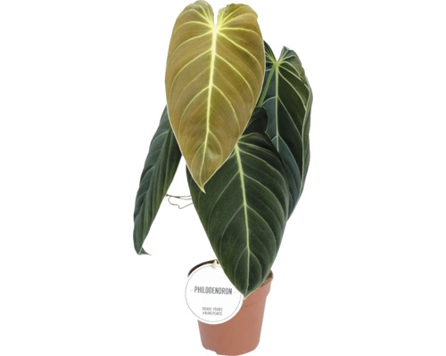 Philodendron melanochrysum noir doré FloraSelf Schwarzgoldener h 60-65 cm pot Ø 12 cm