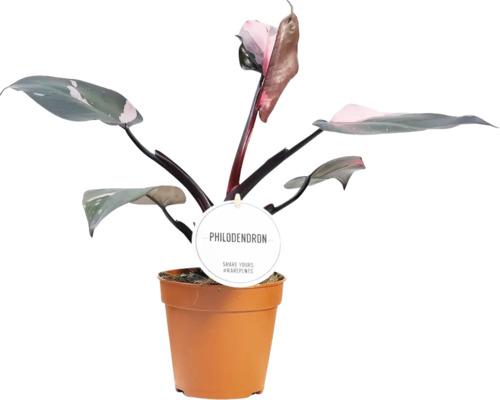 Philodendron Zimmerpflanze im Topf