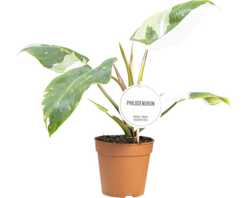 Philodendron Pflanze im Topf