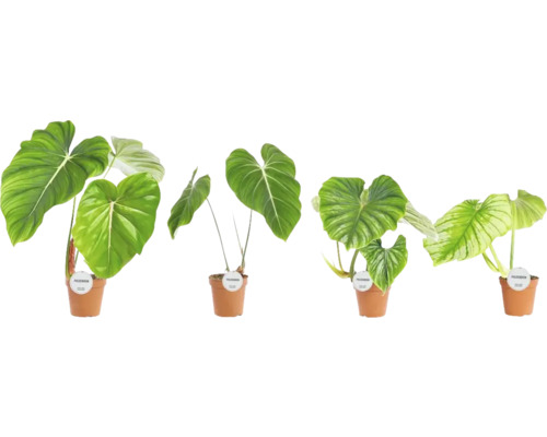 Mélange de philodendron FloraSelf h env. 50 cm pot Ø 15 cm trié sélection de variétés aléatoire