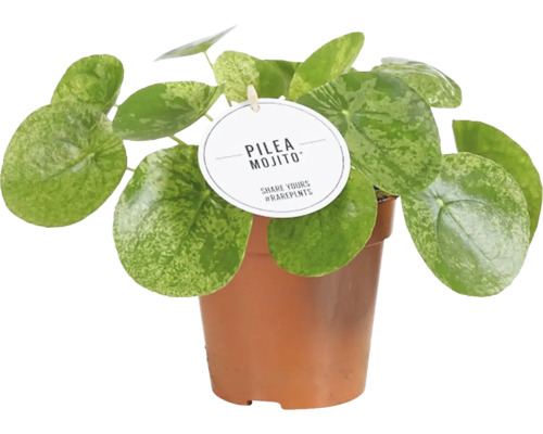 Pilea FloraSelf Pilea peperomioides 'Mojito' h env. 25 cm pot Ø 12 cm