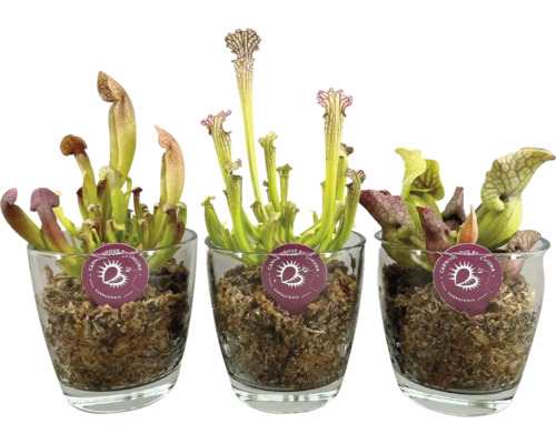 Sarracenia Mix en verre plante carnivore FloraSelf Sarracenia Ø 13 cm pot sélection aléatoire de la variété