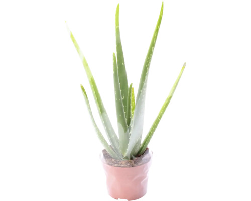 Echte Aloe FloraSelf Aloe vera Ø 12 cm Topf