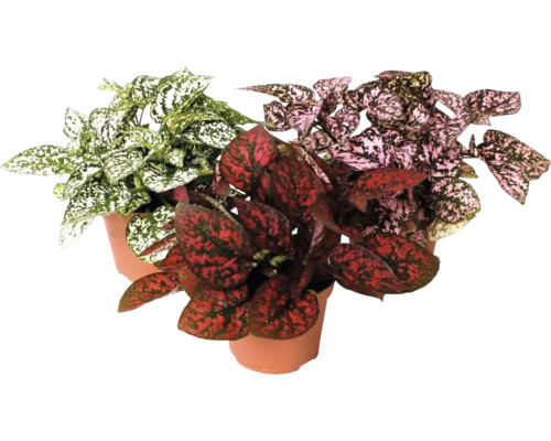 Plante aux éphélides mélange FloraSelf Hypoestes pot Ø 6 cm sélection aléatoire de variétés