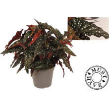 Bégonia en pot avec des feuilles à pois