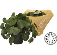Plante d''intérieur Pilea en pot avec emballage en papier