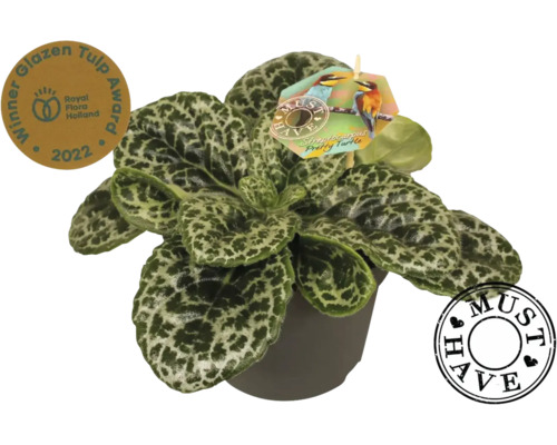 Streptocarpus FloraSelf 'Pretty Turtle' h env. 30 cm pot Ø 17 cm