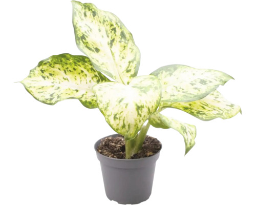 Mélange de canne du muet FloraSelf Dieffenbachia h env. 12 cm pot Ø 6 cm sélection aléatoire de variétés