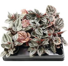 Plantes de Peperomia dans un plateau