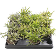 Cactus Rhipsalis dans une plaque de culture
