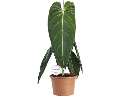 Philodendron melanochrysum noir doré FloraSelf Schwarzgoldener h 60-65 cm pot Ø 21 cm