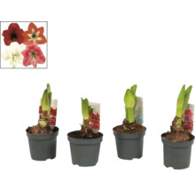 Quatre plants d''amaryllis en pot avec des images de fleurs en référence