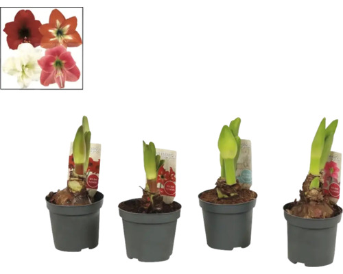 Quatre plants d''amaryllis en pot avec des images de fleurs en référence