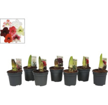 Bulbes d''Amaryllis en pot avec des fleurs de différentes couleurs