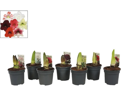Bulbes d''Amaryllis en pot avec des fleurs de différentes couleurs