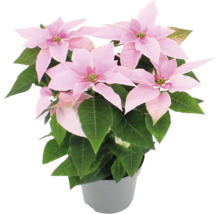 Poinsettia à bractées roses en pot