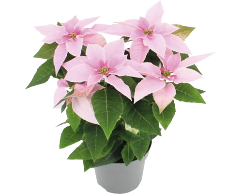 Poinsettia à bractées roses en pot