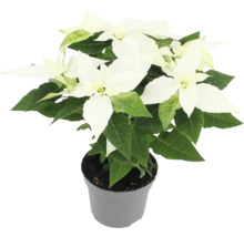 Poinsettia avec bractées blanches en pot