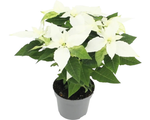 Poinsettia avec bractées blanches en pot
