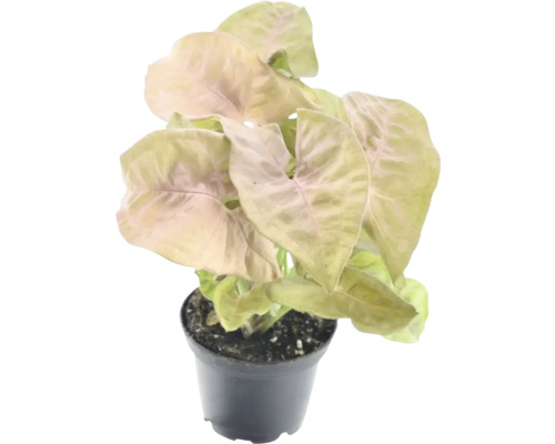 Tête-de-flèche en pot