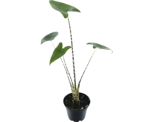 Zebrapfeilwurz im Topf