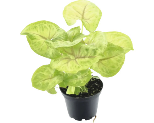 Tête-de-flèche en pot