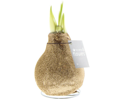 Amaryllis No Water Flowers sur un support métallique avec une étiquette.