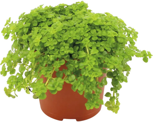 Plectranthus im Topf