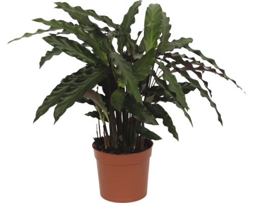 Plante en pot
