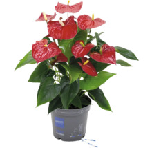 Plante anthurium à fleurs rouges en pot