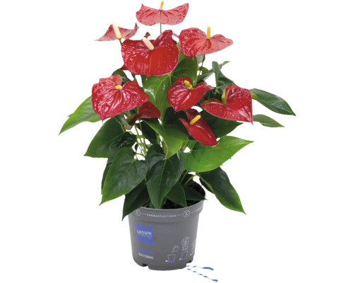 Plante anthurium à fleurs rouges en pot